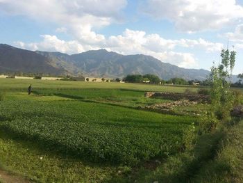 Scenic view of agricultural field against sky