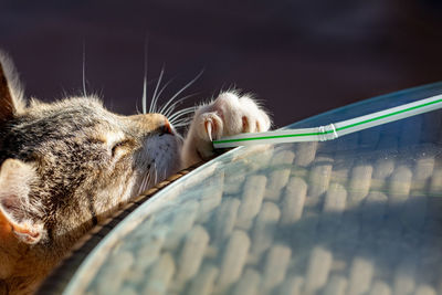 Tabby cat kitten playing and stretching to reach a straw with claws exposed