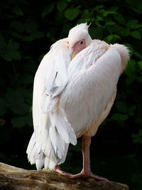 Close-up of white bird