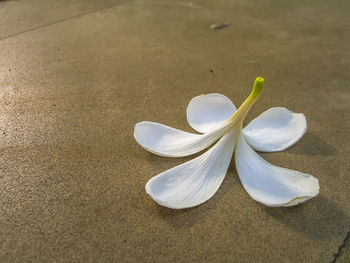 Close-up of white flowering plant