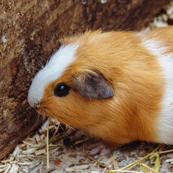 A pet guinea pig