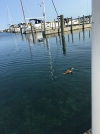 Ducks swimming on lake against sky