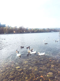 Ducks swimming in lake