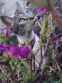 Close-up of cat on purple flower