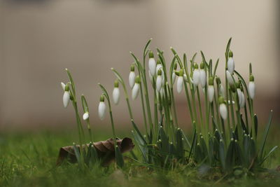 Snowdrops in the early morning