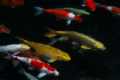 Fish swimming in sea