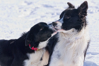 Dog looking away on snow