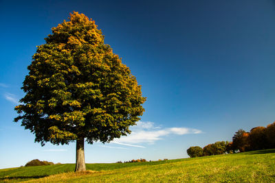 Tree on field against sky