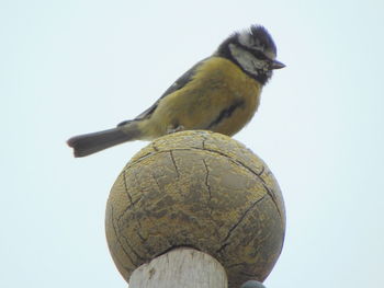 Low angle view of bird perching against clear sky