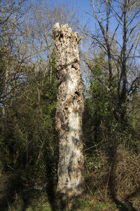Low angle view of tree against sky