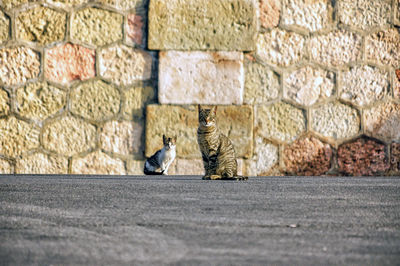 Full length of a cat on wall