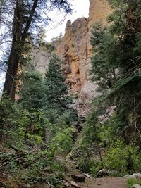 Low angle view of trees in forest