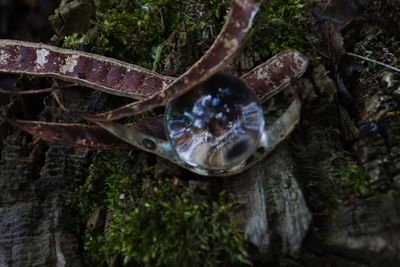 Close-up of wet tree trunk in forest