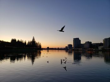 Birds flying over lake