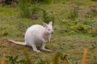 Cute white wallaby on bruny island, tasmania, australia