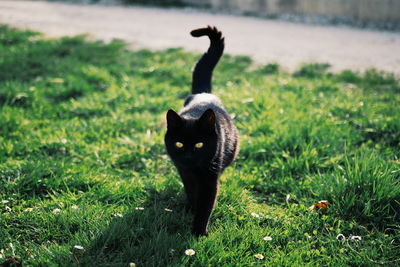 Portrait of black cat standing on grass