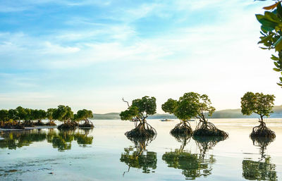 Beautiful mangroves in far easthern island in the philippines