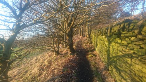 Close-up of tree against sky