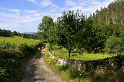 Dirt road passing through field