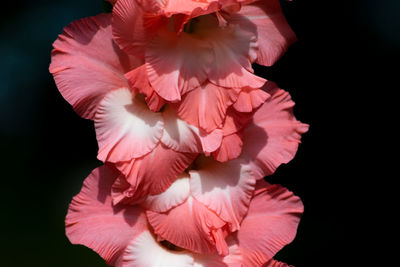 Close-up of pink rose flower against black background