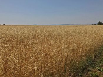 Scenic view of field against clear sky