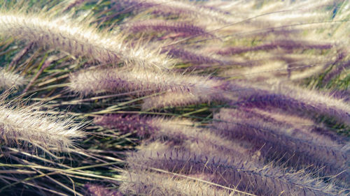 Full frame shot of plants growing on field