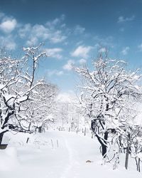 Bare tree against sky during winter