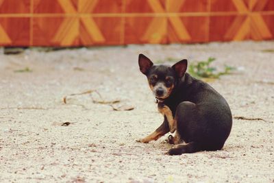 Portrait of puppy on land