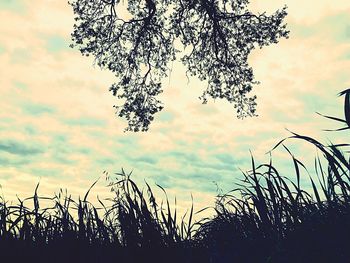 Close-up of silhouette plants against sky