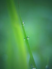 Close-up of water drops on leaf