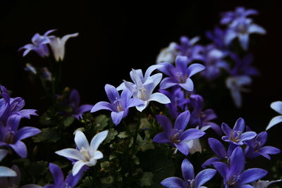 Close-up of purple flowering plants