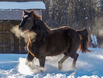 Horse standing on snow field