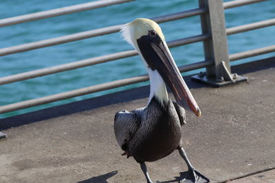 Close-up of bird perching on railing