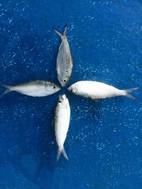 High angle view of fish swimming in sea