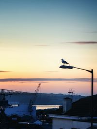 Bird flying over water against sky