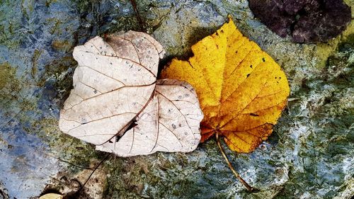 High angle view of yellow maple leaves