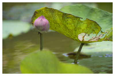 Close-up of pink water lily in lake