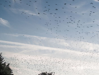 Low angle view of birds flying in sky