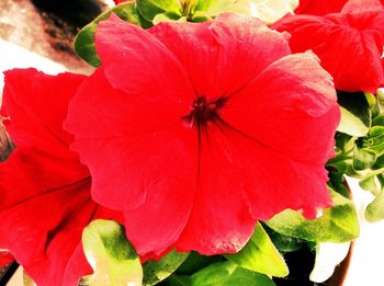 Close-up of red flowers