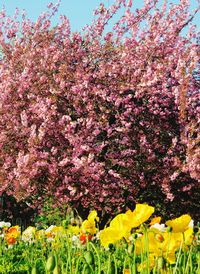 Close-up of pink flowers blooming in field