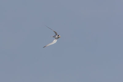 Low angle view of bird flying against clear sky