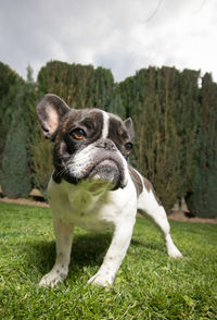 A cute black and white french bulldog. portrait with cute expression in the wrinkled face.