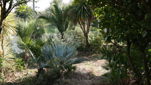 Palm trees growing on field in forest