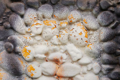 Full frame shot of water on white flowers