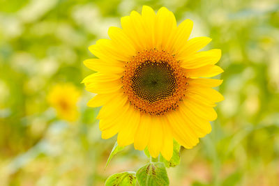 Close-up of yellow sunflower on field