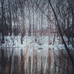 Bare trees in lake during winter