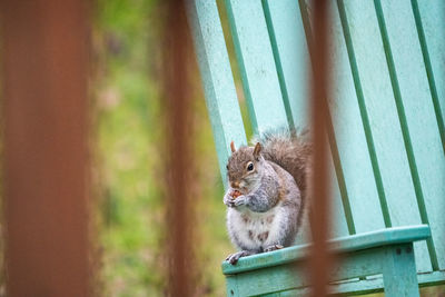 Mama squirrel having breakfast.