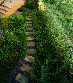 High angle view of green plants