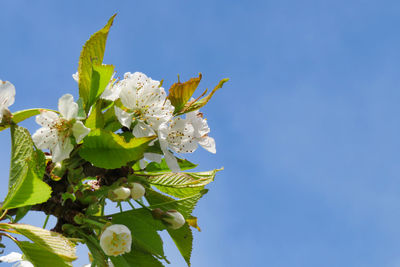 Low angle view of cherry blossoms against blue sky