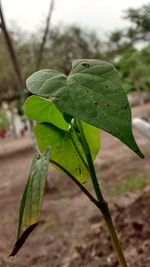 Close-up of plant